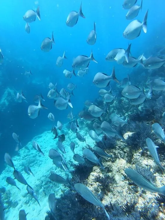 Discover the reef