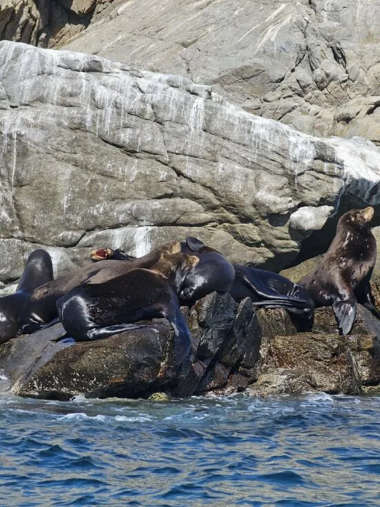 Lobos marinos en la costa